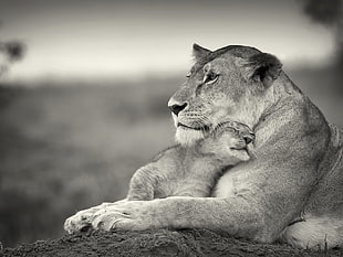 selective grayscale photo of Lioness and Cub